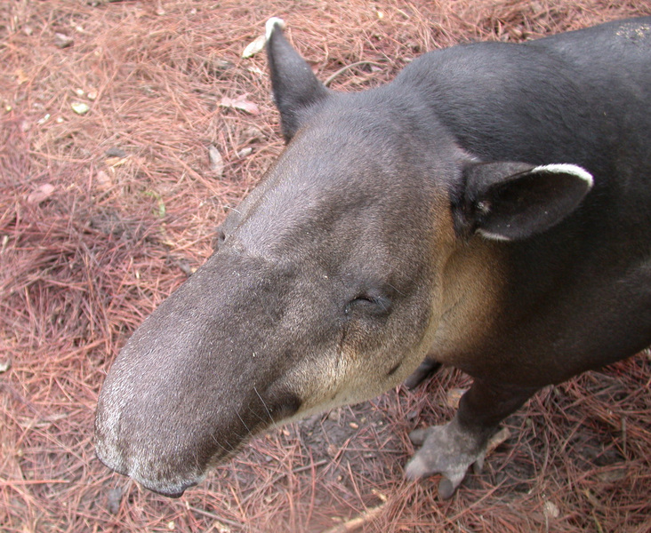 tapir