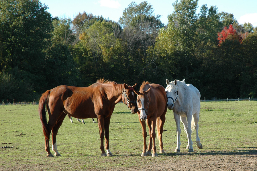 thoroughbreds