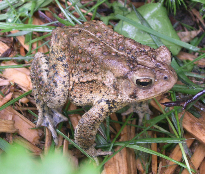 Anaxyrus americanus