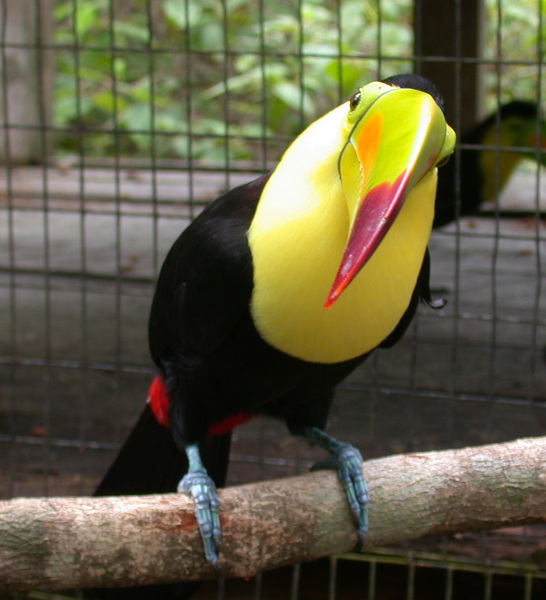 Ramphastos sulfuratus