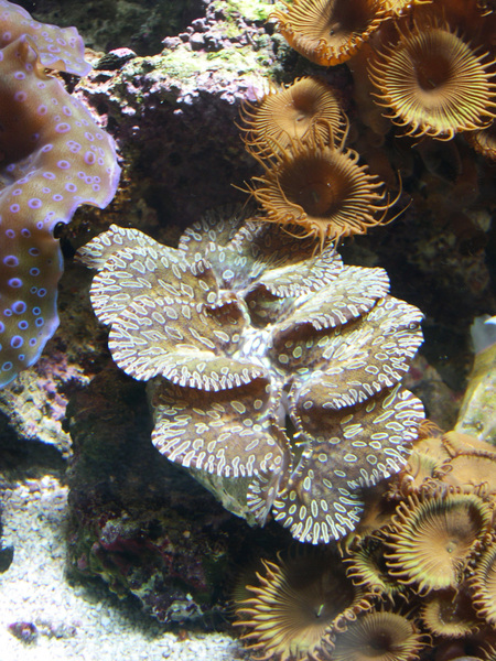 Trochozoa