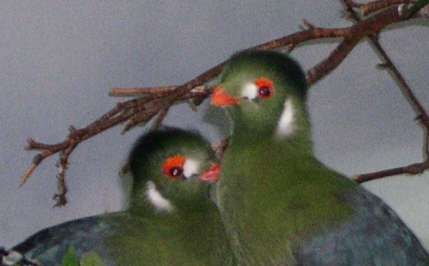 turaco