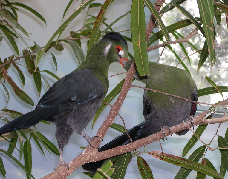 turacos_pairing