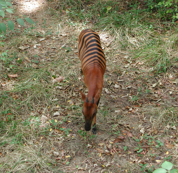 Cephalophus zebra