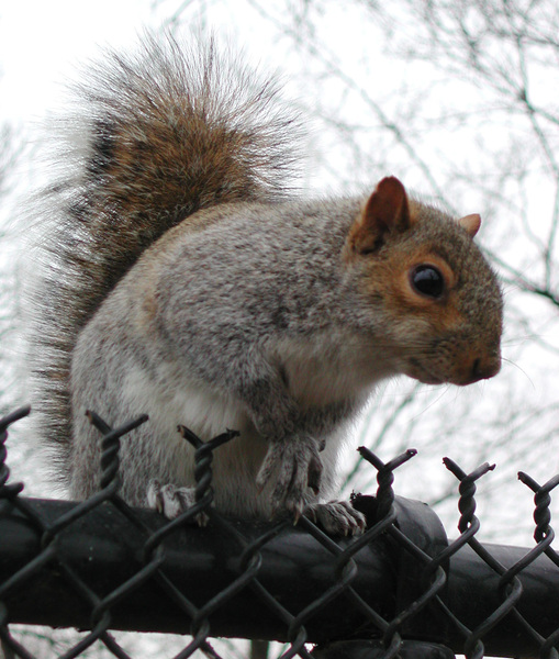 Sciurus carolinensis