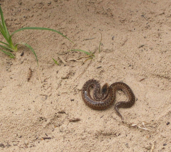 vipera_berus