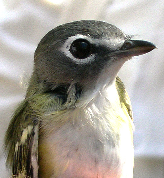 vireo1