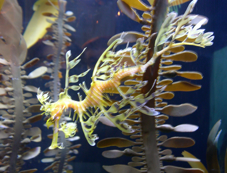 weedyseadragon