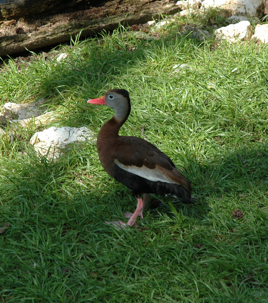 Anseriformes