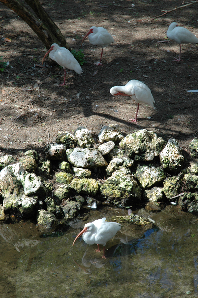 Ciconiiformes