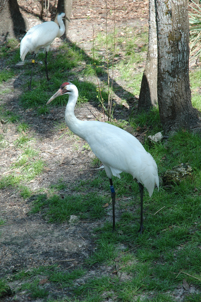 Grus americana