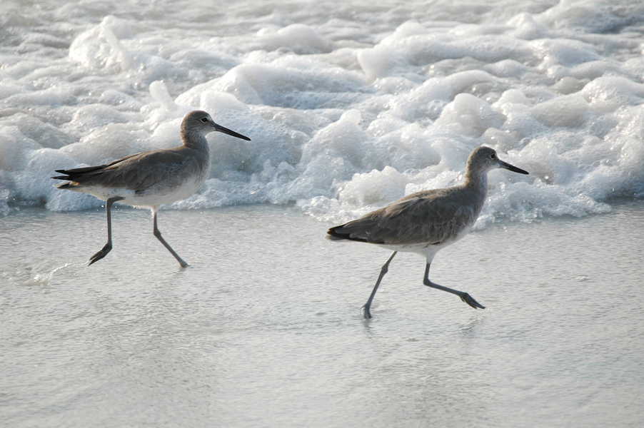 Charadriiformes