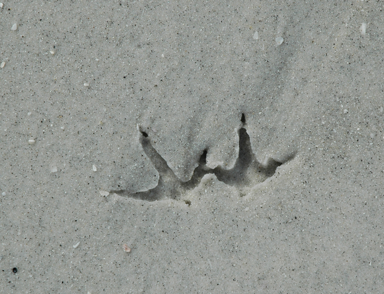 Tetrapoda