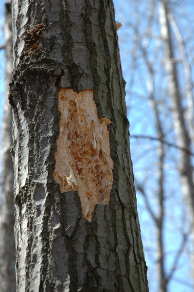 woodpecker_sign