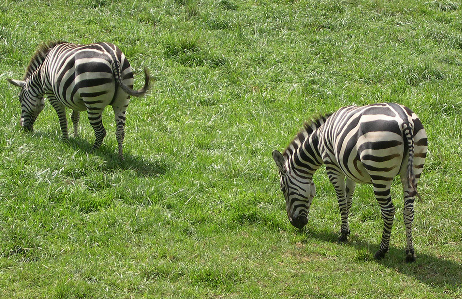 zebras_grazing