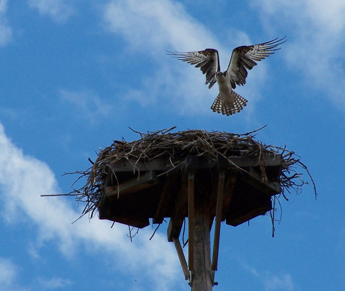 Falconiformes