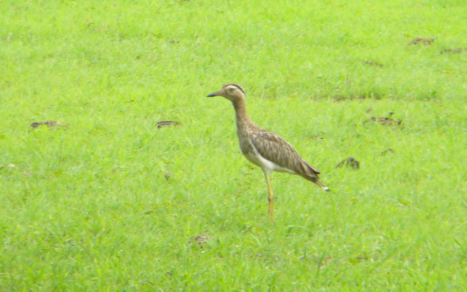 Burhinus bistriatus