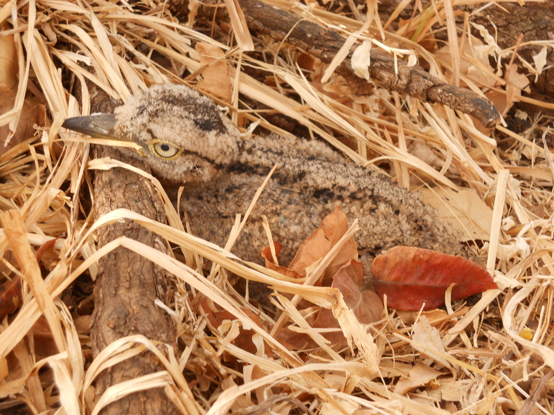 Charadriiformes