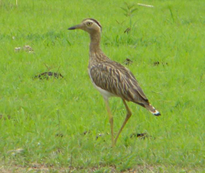 Charadriiformes