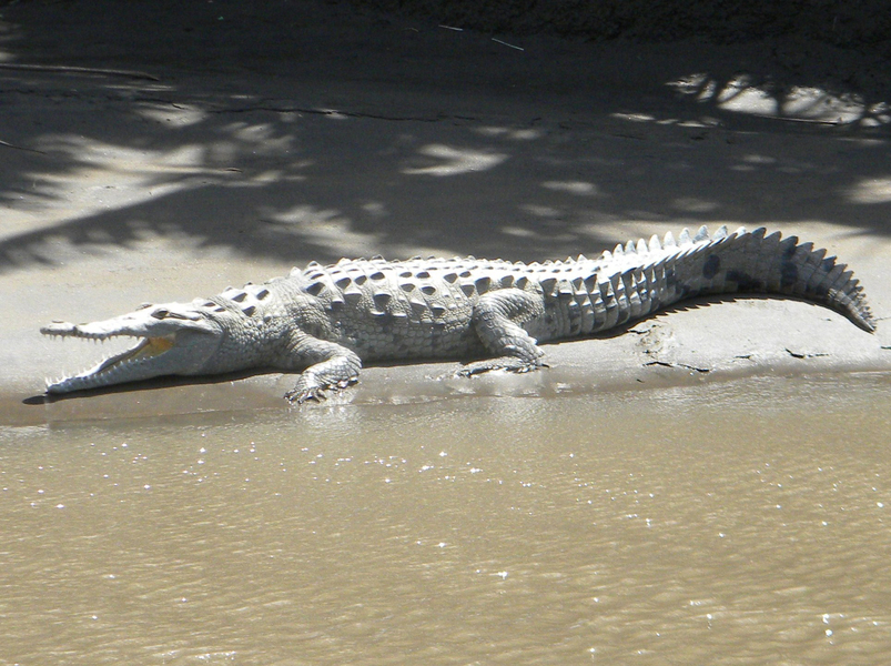 Crocodylia