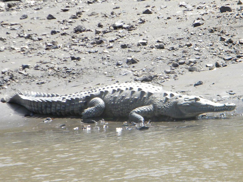 Crocodylidae