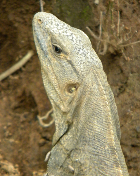 Ctenosaura