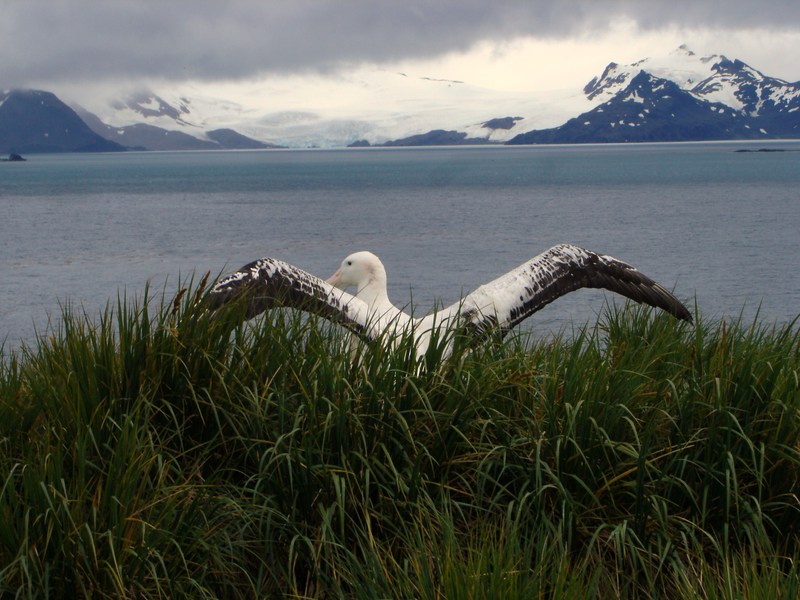 Procellariiformes