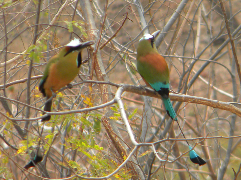 Coraciiformes