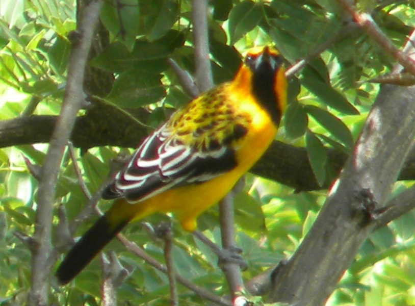 Icterus pustulatus