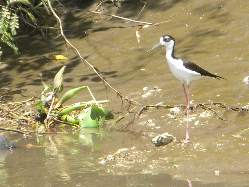 Charadriiformes