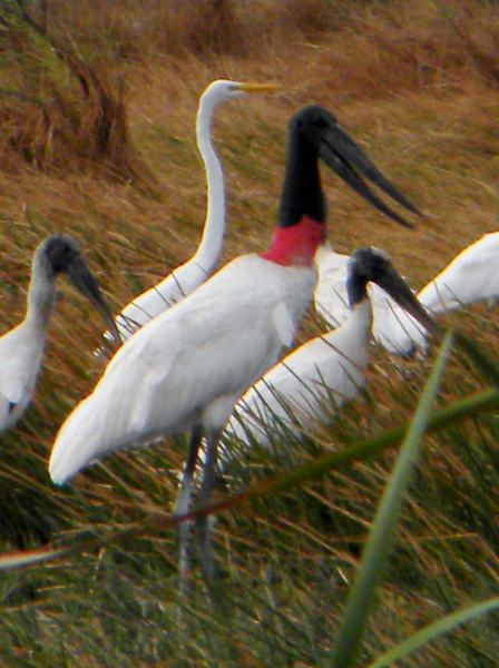 Jabiru mycteria