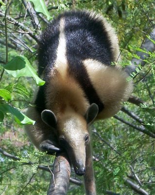 Tamandua mexicana