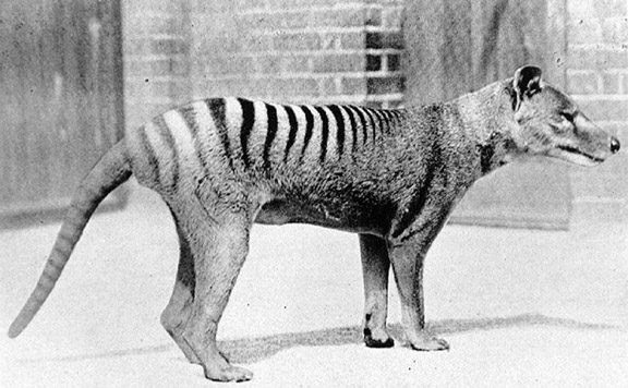 thylacine1