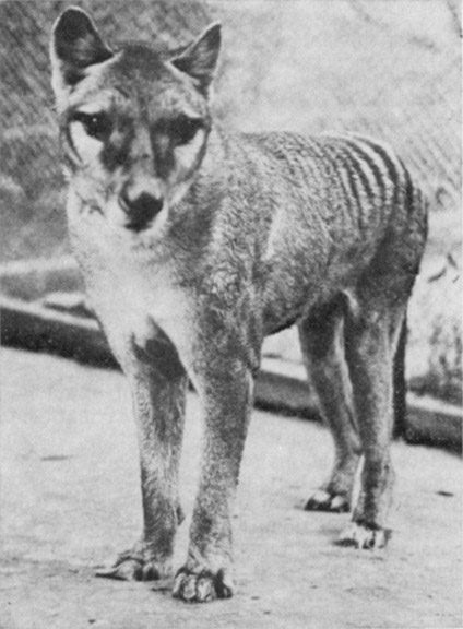 thylacine3