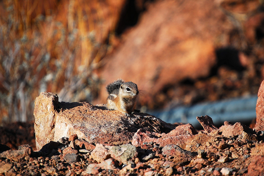 cliffchipmunk2