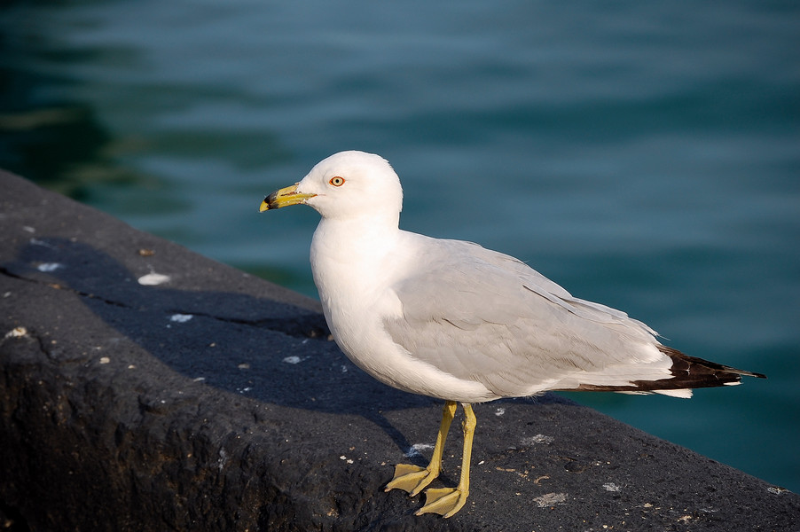 Laridae