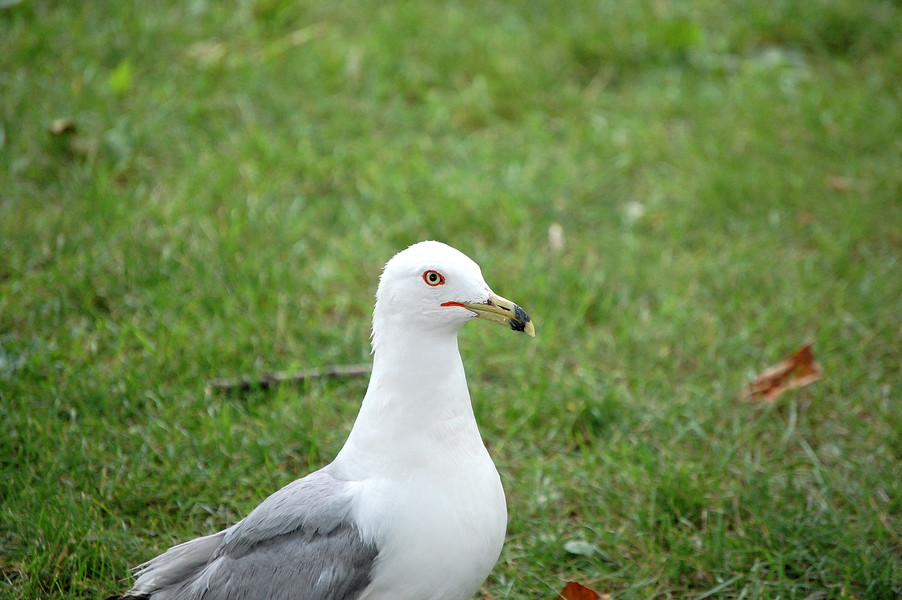 Larus delawarensis