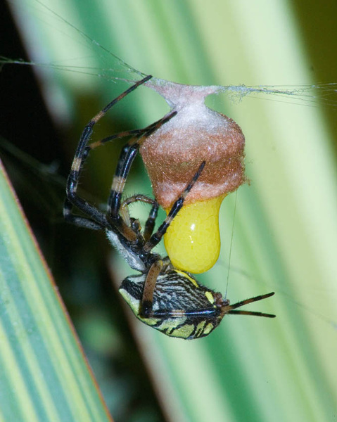 Arachnida