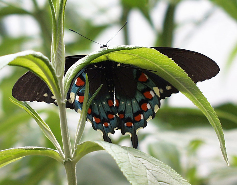 Lepidoptera