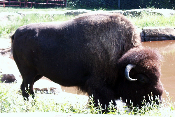 Bison bison