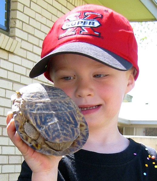 boxturtle