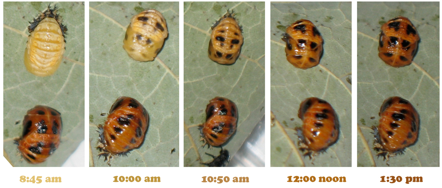 ladybird-pupation-colorchange