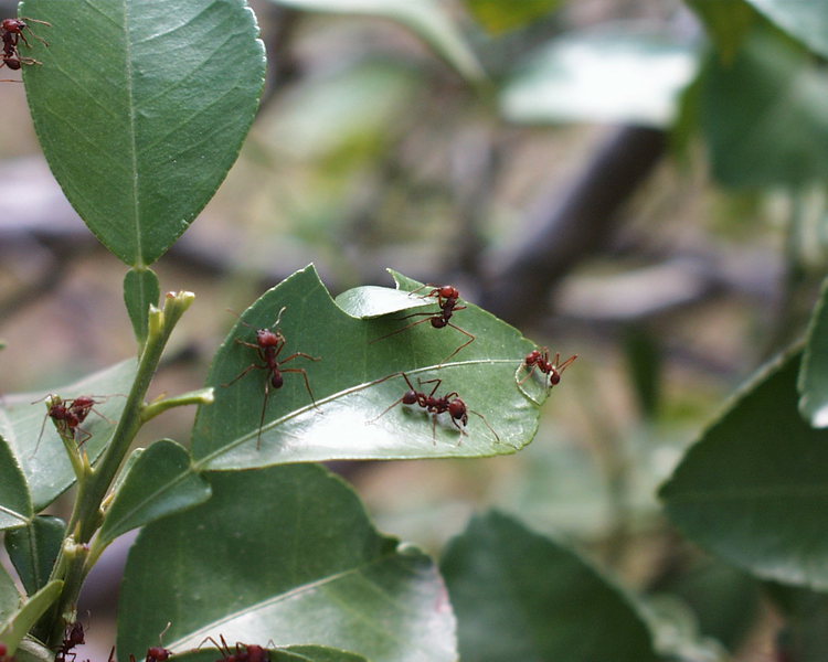 leafcutter_action.pic00039