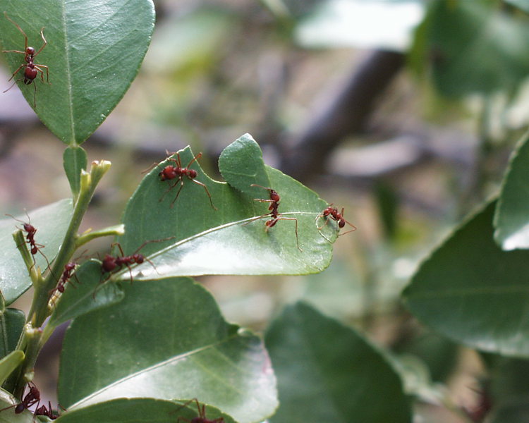 Hymenoptera