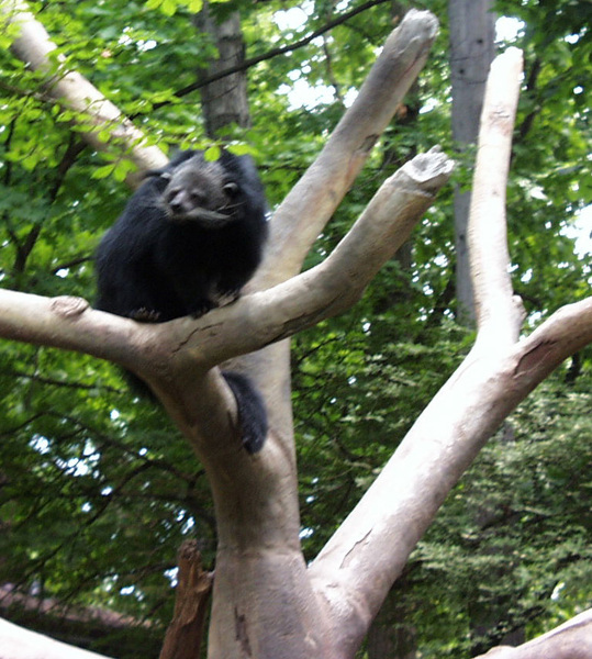 Arctictis binturong