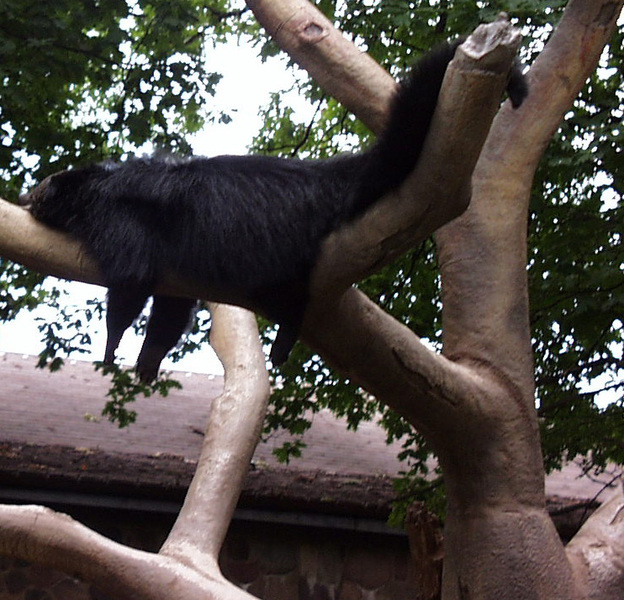 Arctictis binturong