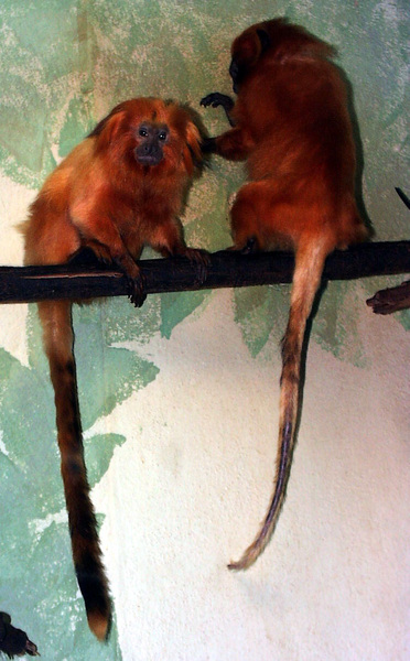 pic00223_gltamarin