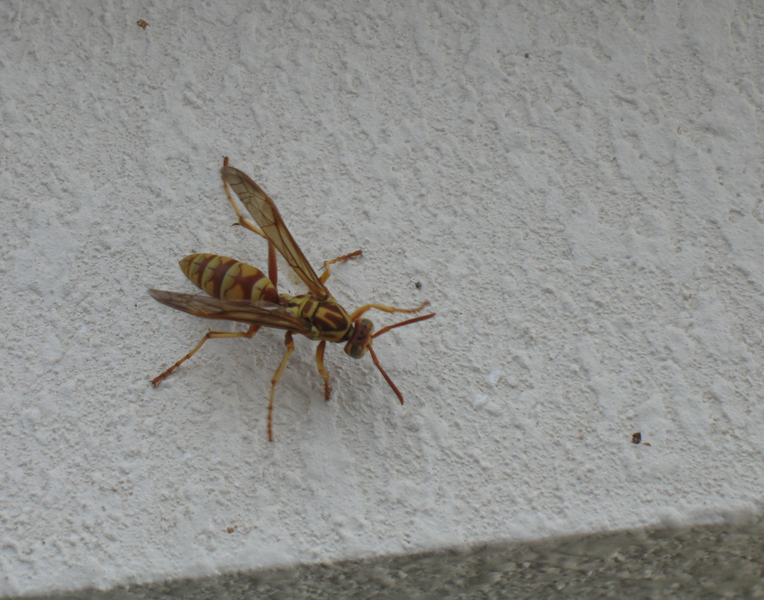 Polistes apachus