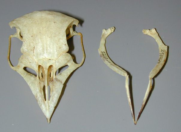 Craniata