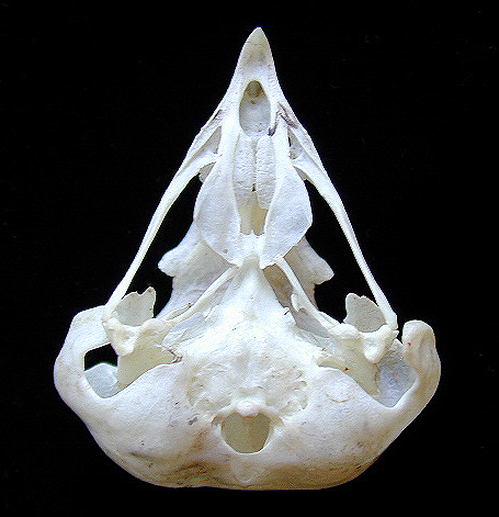 Craniata